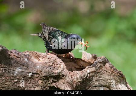 Starling Sternus vulgaris avec bec plein de vers de Hastings, Sussex, UK Banque D'Images