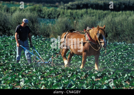 La France, Finistère, Ile de Batz, agriculteur Banque D'Images