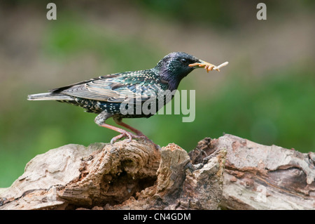 Starling Sternus vulgaris avec bec plein de vers de terre Banque D'Images