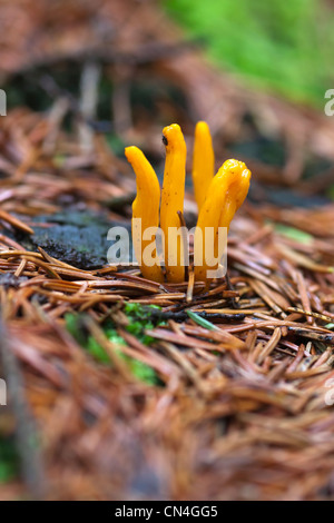 Champignon - champignon club - Champignon de corail jaune Banque D'Images