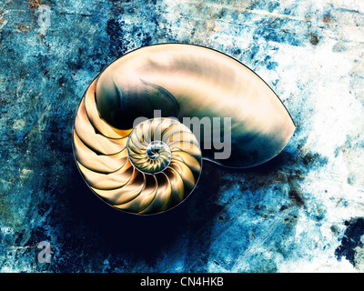 Nautilus shell sur fond bleu Banque D'Images