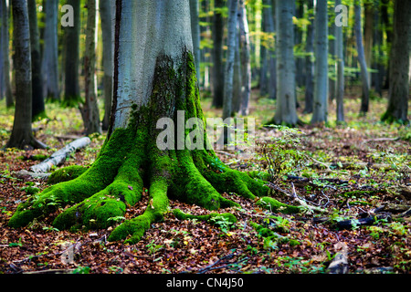 La mousse sur les racines des arbres en forêt Banque D'Images