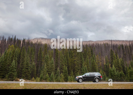 Voiture sur route en passant Forest, British Columbia, Canada Banque D'Images