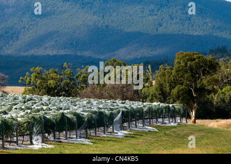 L'Australie, Victoria, région viticole de la Yarra Valley au nord-est de Melbourne, le Français Dominique Portet's Winery sur Banque D'Images