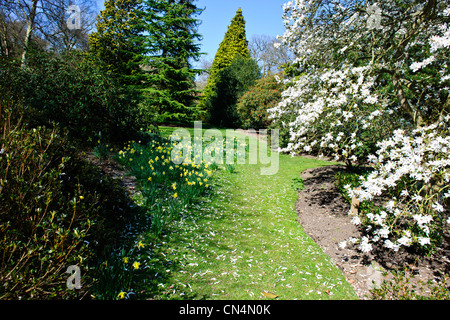 Saville Gardens,les jonquilles,Narcisse,Magnolia,arbres,Windsor Great Park Saville Gardens,Virginie,eau,Berkshire UK Banque D'Images