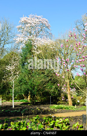 Saville Gardens,les jonquilles,Narcisse,Magnolia,arbres,Windsor Great Park Saville Gardens,Virginie,eau,Berkshire UK Banque D'Images