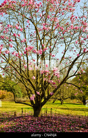 Saville Gardens,les jonquilles,Narcisse,Magnolia,arbres,Windsor Great Park Saville Gardens,Virginie,eau,Berkshire UK Banque D'Images