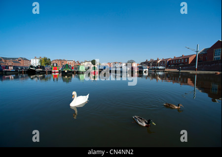 Swan et canard à Stourport on Severn bassin du canal Angleterre Worcestershire Banque D'Images