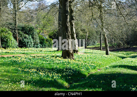 Saville Gardens,les jonquilles,Narcisse,Magnolia,arbres,Windsor Great Park Saville Gardens,Virginie,eau,Berkshire UK Banque D'Images