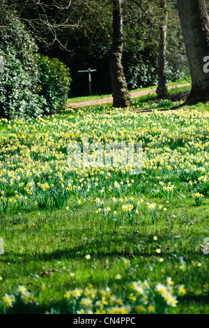 Saville Gardens,les jonquilles,Narcisse,Magnolia,arbres,Windsor Great Park Saville Gardens,Virginie,eau,Berkshire UK Banque D'Images