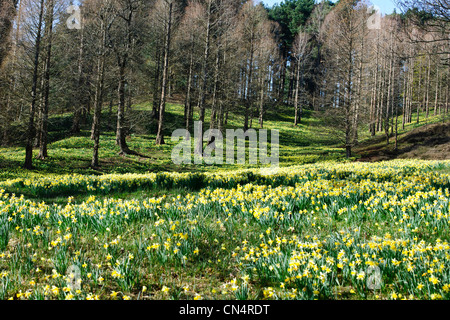 Windsor Great Park,Printemps jonquilles naines,Valley Gardens, le Crown Estate, Virginie,eau,Berkshire UK Banque D'Images