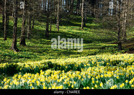 Windsor Great Park,Printemps jonquilles naines,Valley Gardens, le Crown Estate, Virginie,eau,Berkshire UK Banque D'Images