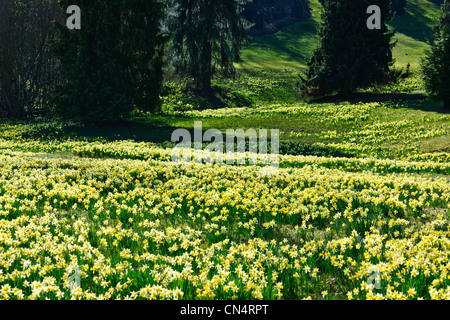 Windsor Great Park,Printemps jonquilles naines,Valley Gardens, le Crown Estate, Virginie,eau,Berkshire UK Banque D'Images