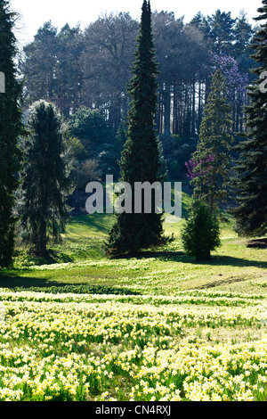 Windsor Great Park,Printemps jonquilles naines,Valley Gardens, le Crown Estate, Virginie,eau,Berkshire UK Banque D'Images