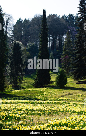 Windsor Great Park,Printemps jonquilles naines,Valley Gardens, le Crown Estate, Virginie,eau,Berkshire UK Banque D'Images