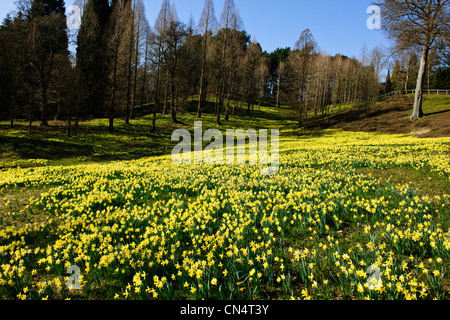 Windsor Great Park,Printemps jonquilles naines,Valley Gardens, le Crown Estate, Virginie,eau,Berkshire UK Banque D'Images