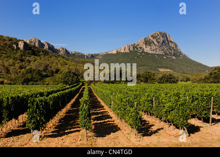 La France, l'Hérault, vignes en face du Pic St Loup Banque D'Images