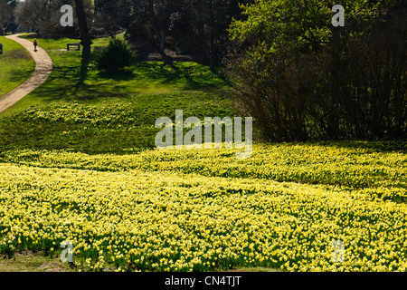 Windsor Great Park,Printemps jonquilles naines,Valley Gardens, le Crown Estate, Virginie,eau,Berkshire UK Banque D'Images