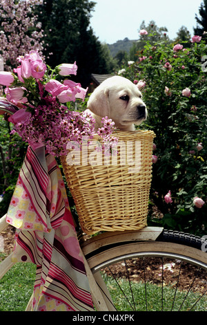 Un chiot est assis dans un panier à l'avant d'un vélo entouré de fleurs roses Banque D'Images