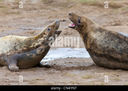 Phoque gris - Halichoerus grypus - combats, Donna Nook, UK Banque D'Images