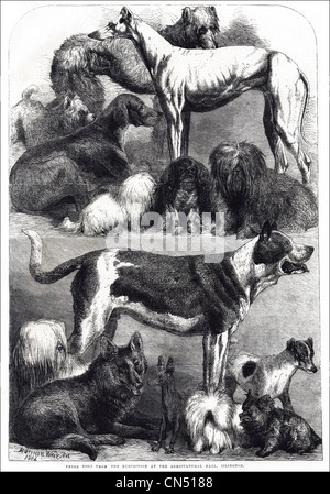 Les chiens en spectacle à l'Agricultural Hall Islington Londres gravure victorienne en date du 5 juillet 1862 Banque D'Images