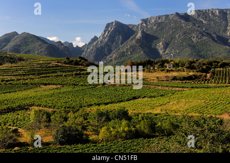 La France, l'Hérault, vallée de l'Orb dans la région de Mons la Trivalle, AOC Saint Chinian et Roquebrun Banque D'Images