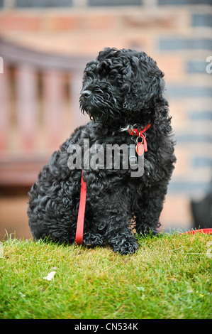 Cute black Cockapoo puppy sitting on grass en face d'une audience à une session de formation de chien avec un cordon rouge enroulé autour d'elle Banque D'Images