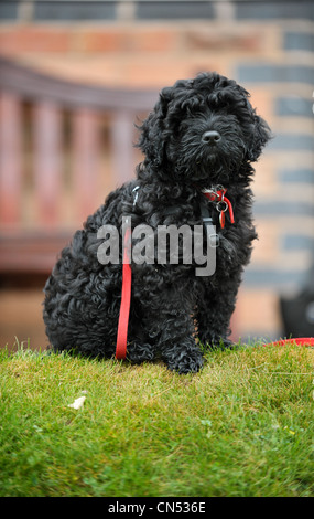 Cute black Cockapoo puppy sitting on grass devant un banc regardant directement au appareil photo avec un cordon rouge enroulé autour d'elle Banque D'Images