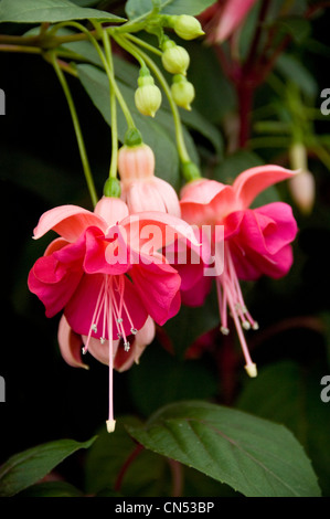 Close up vertical de la jolie rose deux tons fuchsia fleurs du jardin, Actualités. Banque D'Images