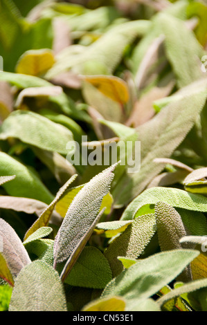 Close up vertical de l'herbe sauge, Salvia officinalis poussant dans un jardin au soleil. Banque D'Images