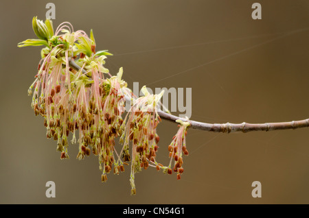 Arbre Boxelder à fleurs, Wallowa Valley, Oregon. Banque D'Images