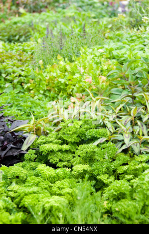 Close up of vertical d'un assortiment de plantes vertes poussant dans un jardin au soleil et basilic persil y compris. Banque D'Images
