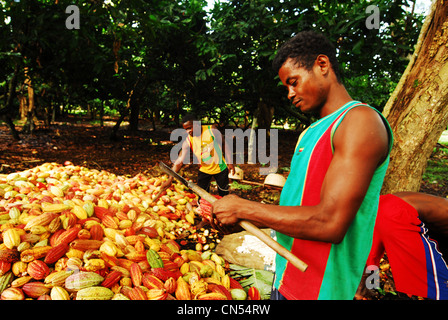 Madagascar, au nord, la province de Diego-Suarez (Antsiranana), Diana Région, Ambanja, groupe d'hommes noirs avec les fèves de cacao de déroulage Banque D'Images