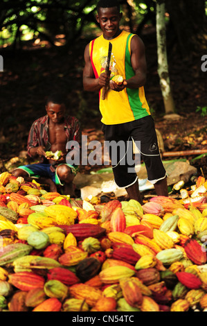 Madagascar, au nord, la province de Diego-Suarez (Antsiranana), Diana Région, Ambanja, groupe d'hommes noirs avec les fèves de cacao de déroulage Banque D'Images