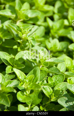 Close up vertical de basilic ou Basilic, Ocimum basilicum, poussant dans le jardin au soleil. Banque D'Images