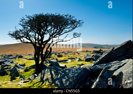 Kings Tor sur la bordure ouest de la Parc National de Dartmoor dans le Devon. Il a un certain nombre de carrières désaffectées situé autour du bord Banque D'Images