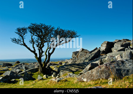 Kings Tor sur la bordure ouest de la Parc National de Dartmoor dans le Devon. Il a un certain nombre de carrières désaffectées situé autour du bord Banque D'Images