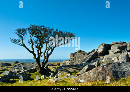 Kings Tor sur la bordure ouest de la Parc National de Dartmoor dans le Devon. Il a un certain nombre de carrières désaffectées situé autour du bord Banque D'Images