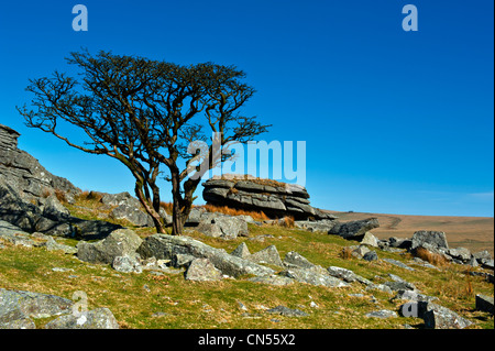 Kings Tor sur la bordure ouest de la Parc National de Dartmoor dans le Devon. Il a un certain nombre de carrières désaffectées situé autour du bord Banque D'Images