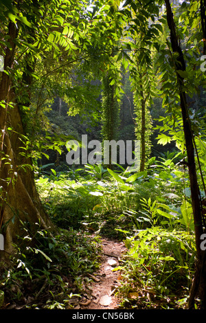 Scène de Jungle sur Koh Yao Noi, l'une des îles de la Thaïlande. Banque D'Images