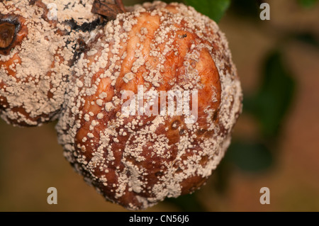 Monilia fructigena, brown, la pourriture des fruits sur apple Banque D'Images