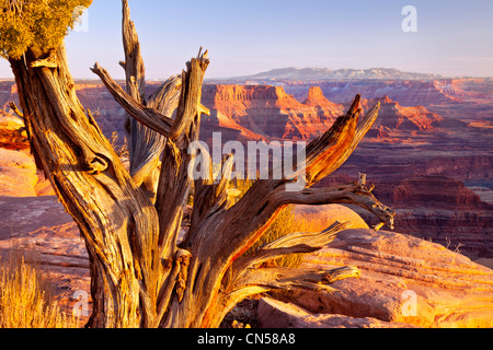 Old weathered arbre donnant sur Canyonlands National Park au coucher du soleil, de l'Utah USA Banque D'Images