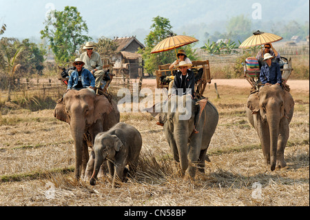 Au Laos, la province de Sayabouri, Hongsa, trek sur elephant est de retour avec un bébé éléphant et sa mère au milieu de champs de riz, Banque D'Images