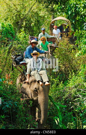 Laos, Sainyabuli Province, Thanoon, caravane d'éléphants dans la forêt pour un trek Banque D'Images