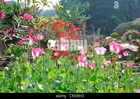 Le pavot (Papaver somniferum) croissant dans des tribus de Colline Village Museum gardens, près de Chiang Mai, la province de Chiang Mai, Thaïlande Banque D'Images