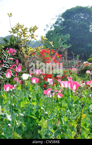 Le pavot (Papaver somniferum) croissant dans des tribus de Colline Village Museum gardens, près de Chiang Mai, la province de Chiang Mai, Thaïlande Banque D'Images