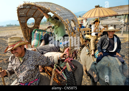 Laos, Sainyabuli Province, Hongsa, caravane d'éléphants dans les champs de riz au cours d'un trek, les passagers s'installe à palanquins Banque D'Images