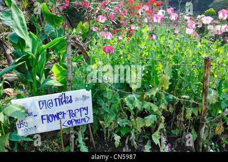 Le pavot (Papaver somniferum) croissant dans des tribus de Colline Village Museum gardens, près de Chiang Mai, la province de Chiang Mai, Thaïlande Banque D'Images