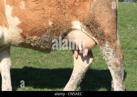 Les bovins laitiers utilisés dans l'agriculture pour la production de lait dans l'agriculture Banque D'Images