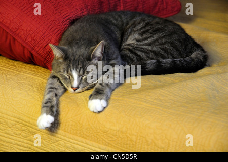 Chat tigré endormi sur lit pour Banque D'Images